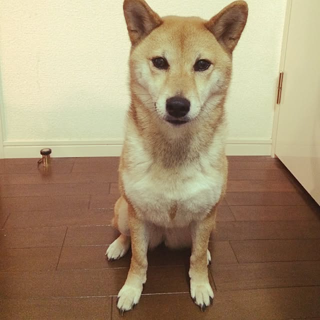 umeさんの実例写真
