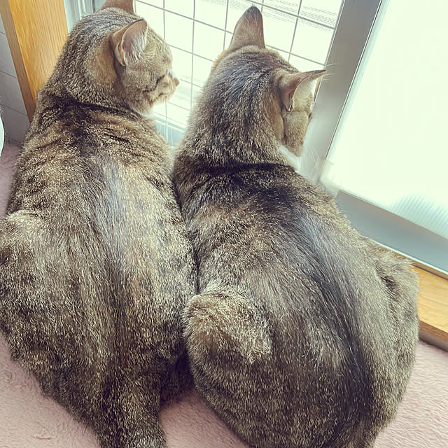 marinkarinさんの実例写真