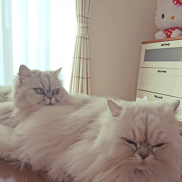 nyan5さんの実例写真