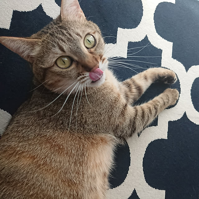 maikyさんの実例写真