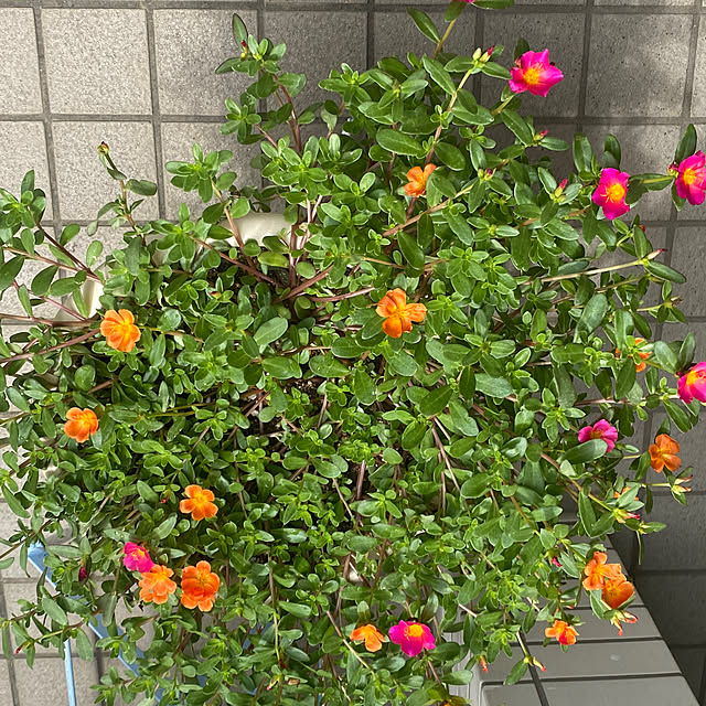 YuuKoさんの実例写真