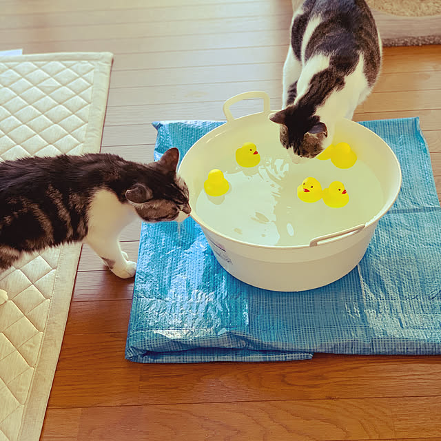 koharuさんの実例写真