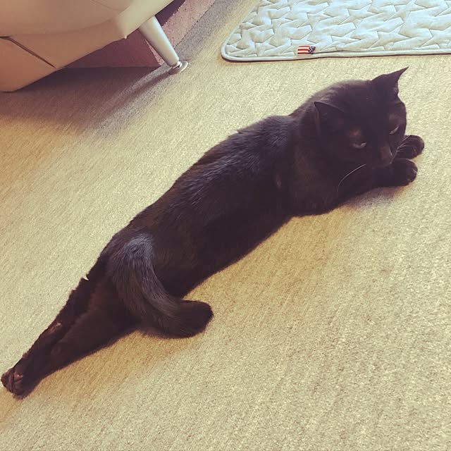 shigimiさんの実例写真
