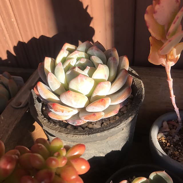 miniさんの実例写真