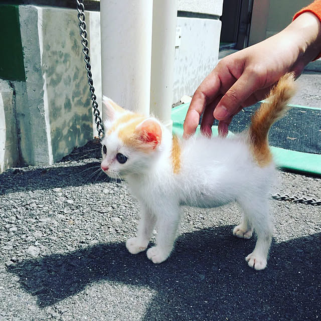 chachaさんの実例写真