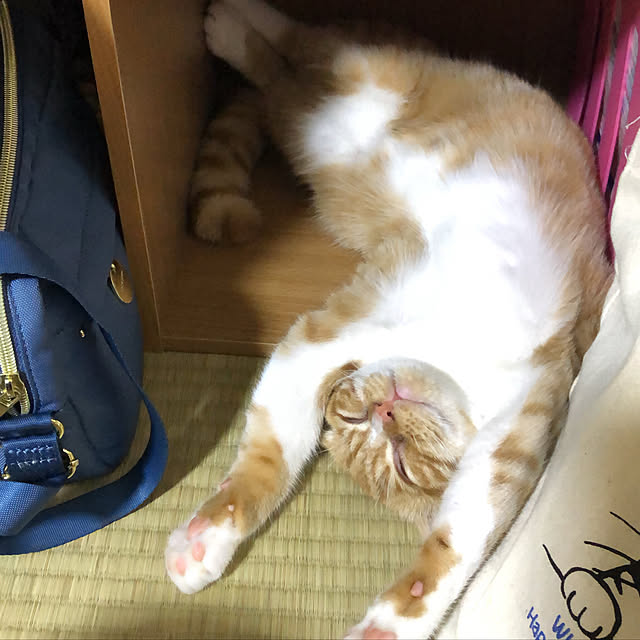 yukaritanさんの実例写真