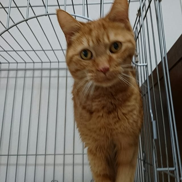 ronさんの実例写真