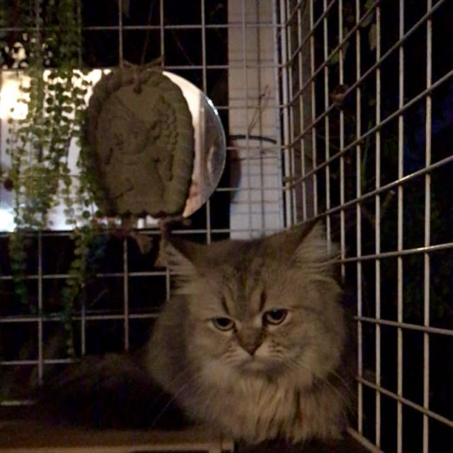 butachanさんの実例写真
