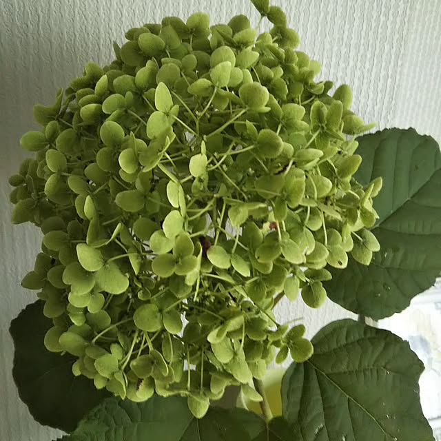 sa.yさんの実例写真