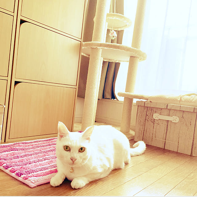 Maiさんの実例写真