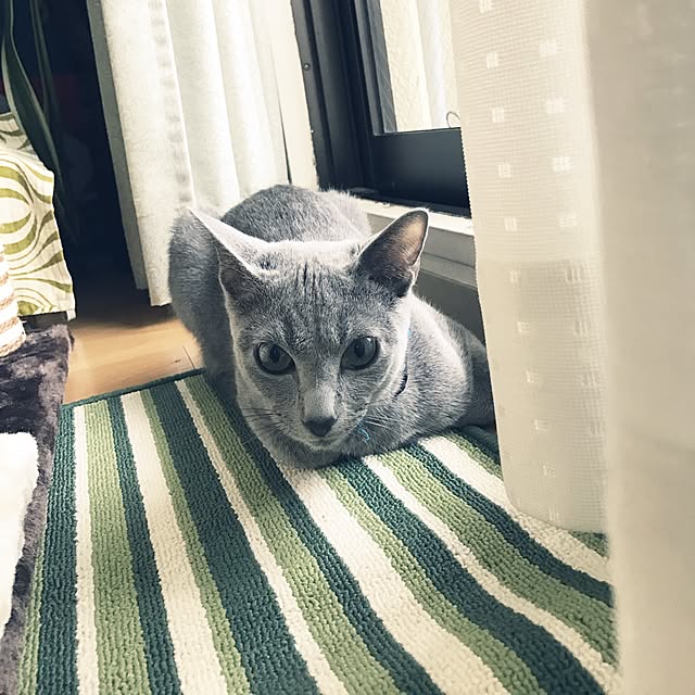 chiyaさんの実例写真