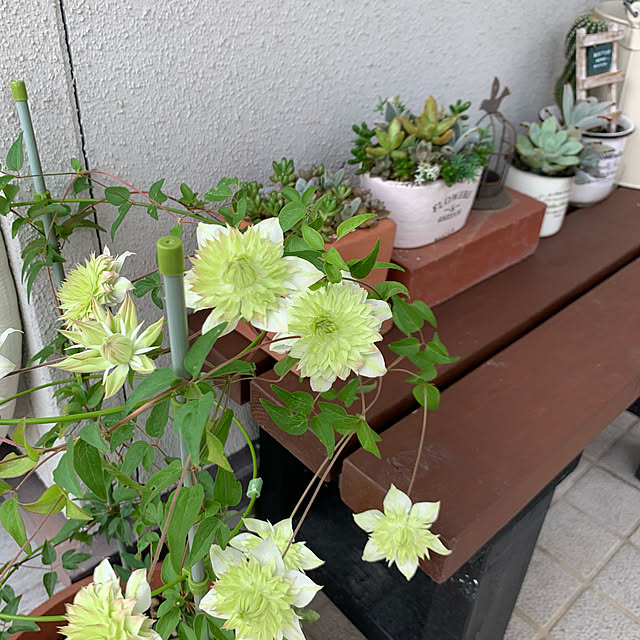 cyaroさんの実例写真