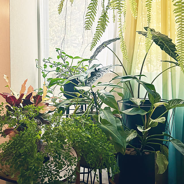 DAYONEさんの実例写真