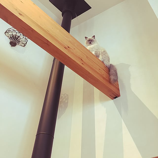 rhino.mamaさんの実例写真