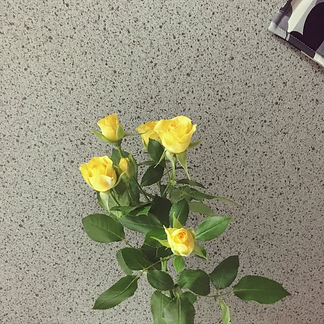 chi_191さんの実例写真