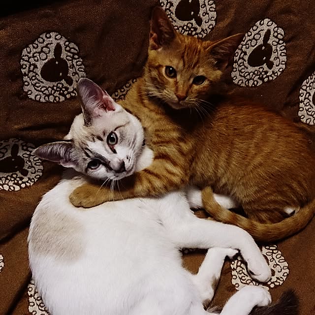 annさんの実例写真