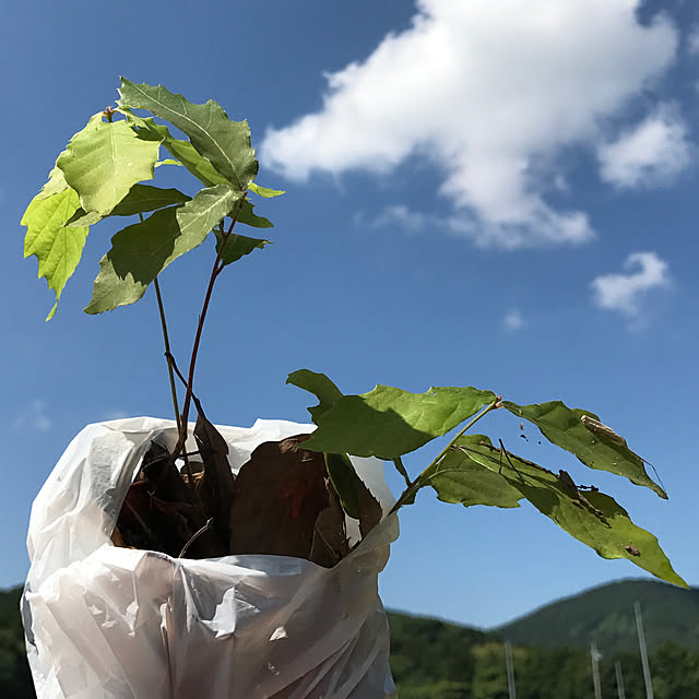 sakurasakuさんの実例写真