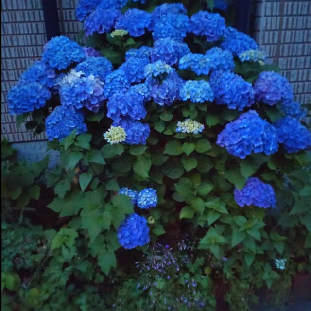 Hujikoさんの実例写真