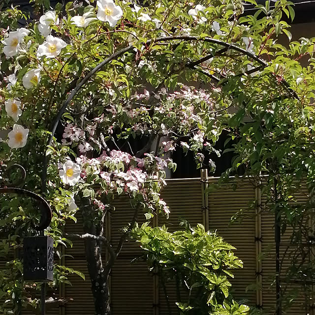 laraさんの実例写真