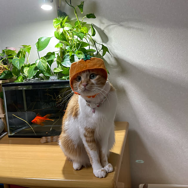 cassandra24mさんの実例写真