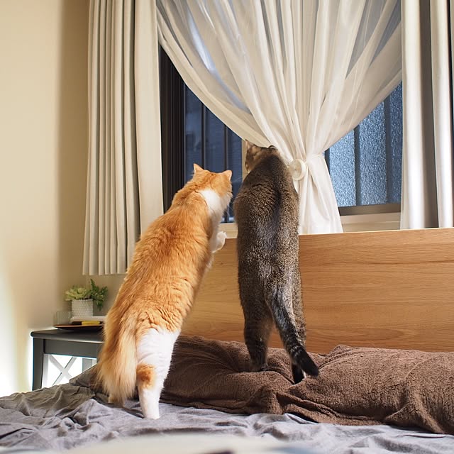 Reikoさんの実例写真