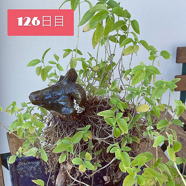 aureaさんの実例写真