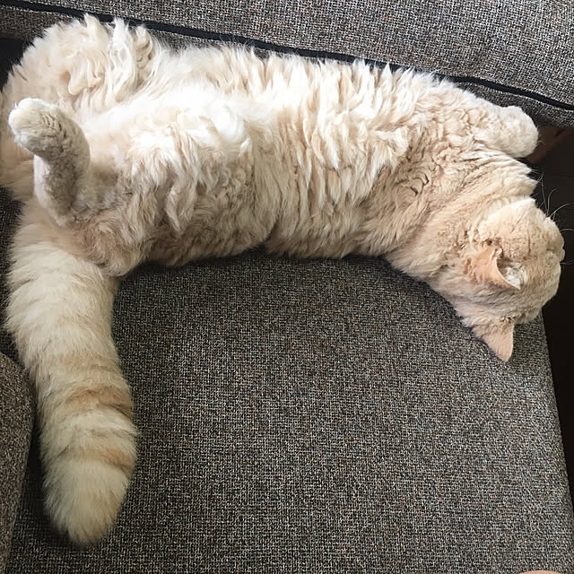 naokoさんの実例写真