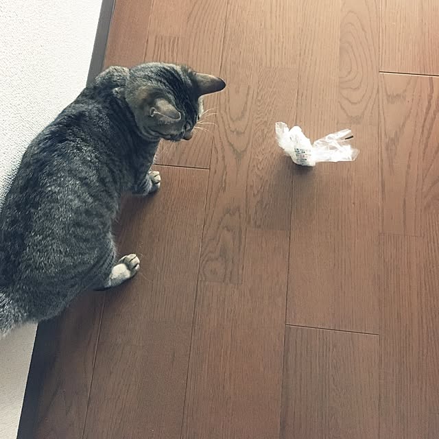 sayasさんの実例写真