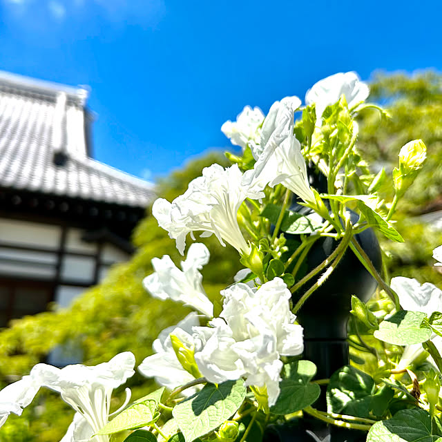 ankoさんの部屋