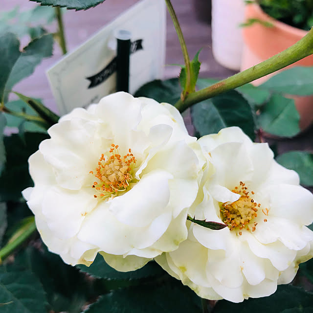 xiaohuai7788さんの実例写真