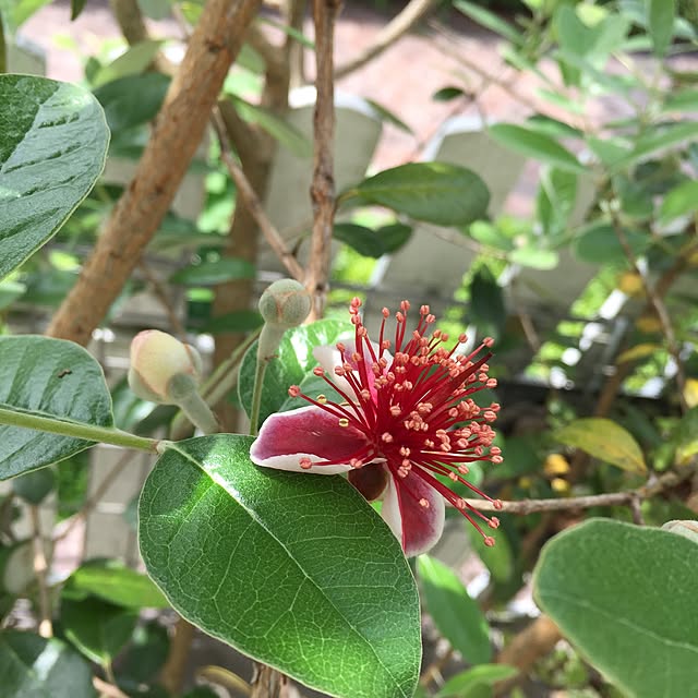 cherryさんの実例写真