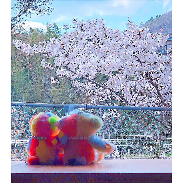 お花見❀/和室からの借景✨/和室からの眺め♡/カラフルベア♥/花のある暮らし...などのインテリア実例 - 2020-04-03 07:05:31