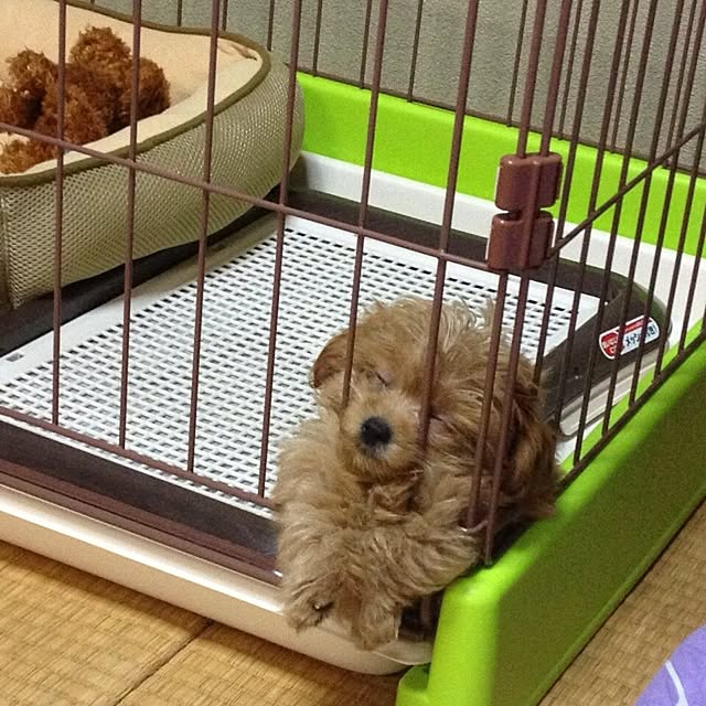 Reniさんの実例写真