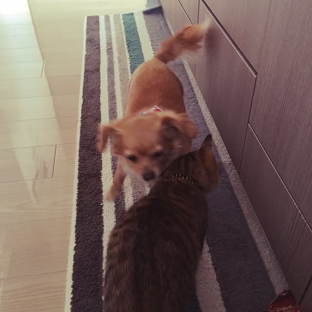 ayapiiiiceさんの実例写真
