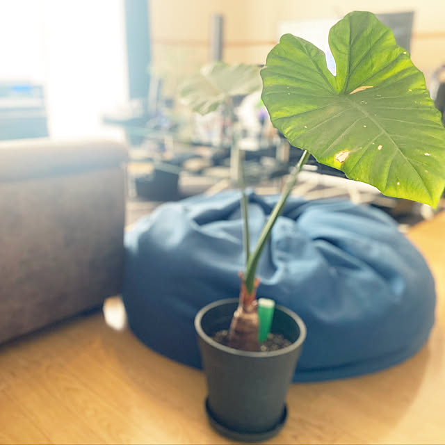 IchIさんの実例写真