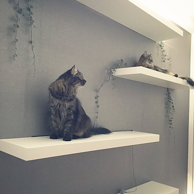 theo_nazcaさんの実例写真