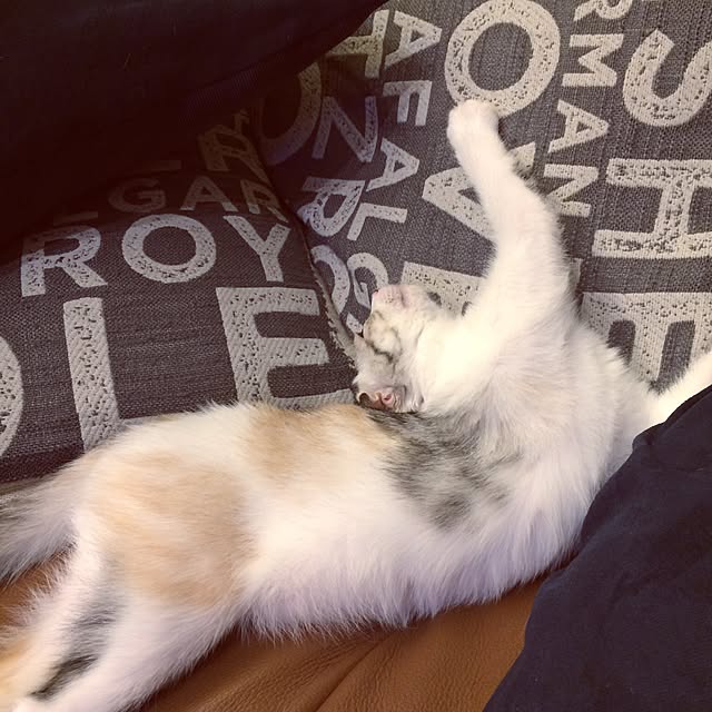yokkochanさんの実例写真