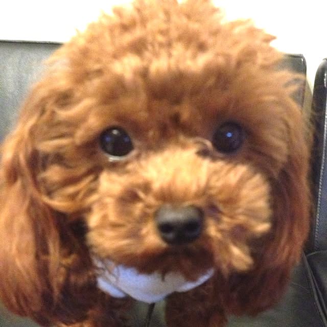 cocoさんの実例写真