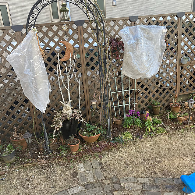 gin_mamaさんの実例写真