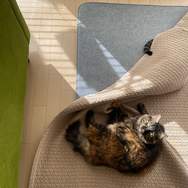 mikomaruさんの実例写真