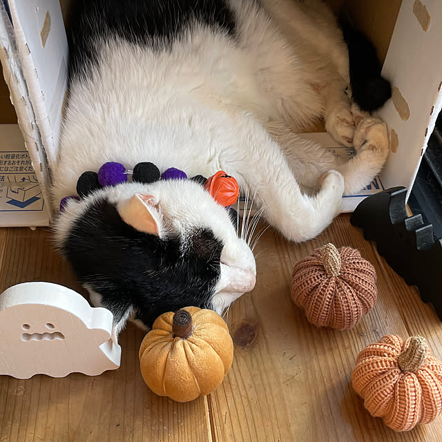 nekosamaさんの実例写真