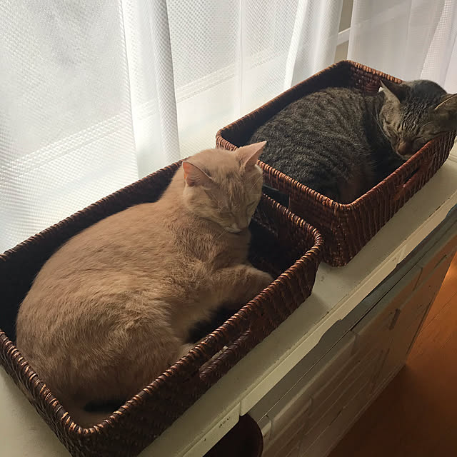 mikan161さんの実例写真