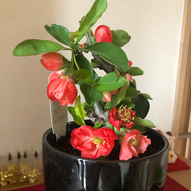xiaohuai7788さんの実例写真