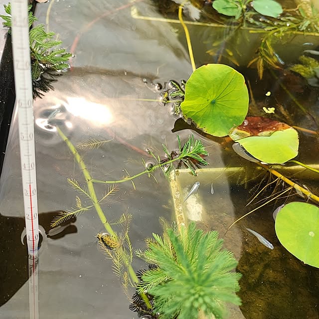 miharunさんの実例写真