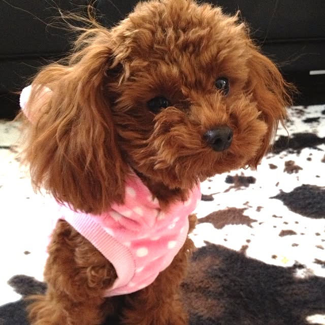 cocoさんの実例写真