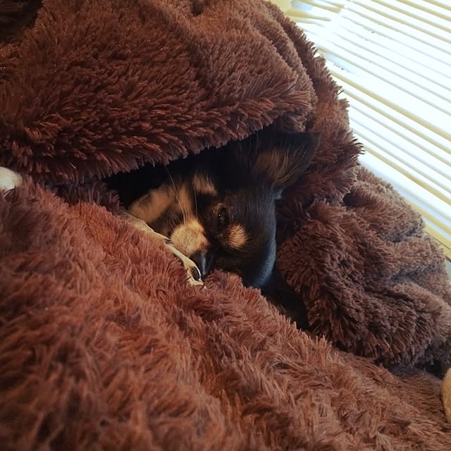 riechocoさんの実例写真