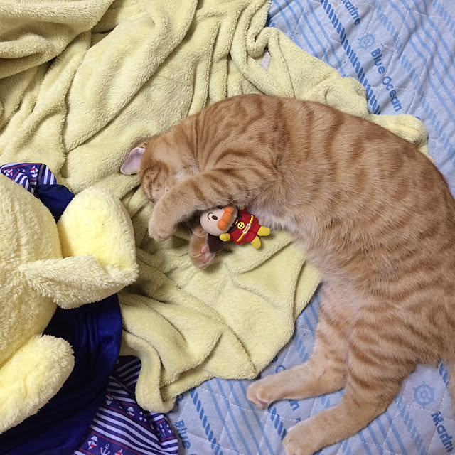 nekoさんの実例写真