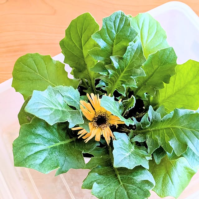 mi-saさんの部屋