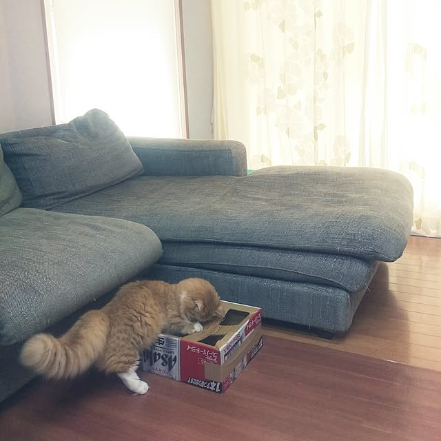 lukeさんの実例写真