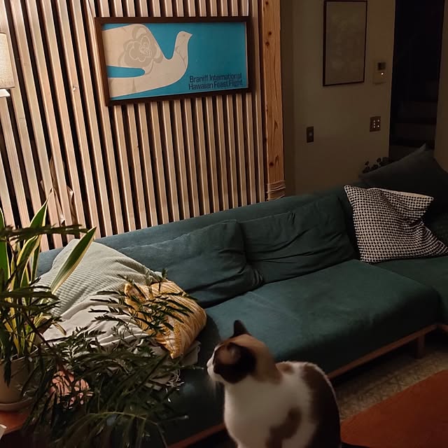 nehimosyukaさんの部屋